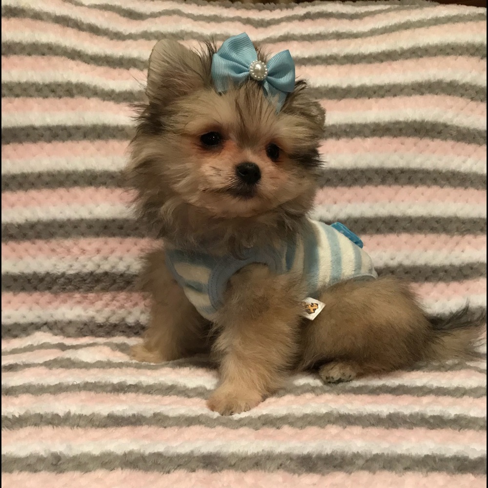 Meet your Posher, Ashley